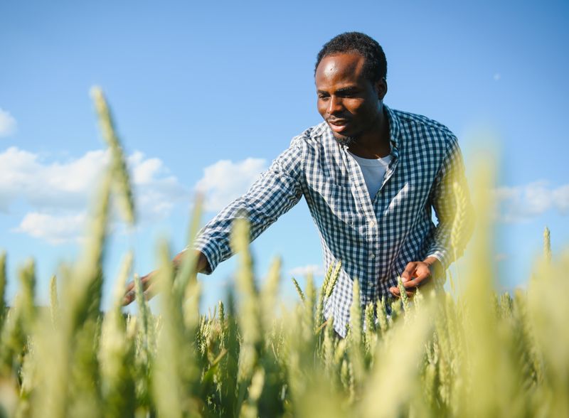 The Flourishing Opportunity: Wheat Flour Processing in Africa