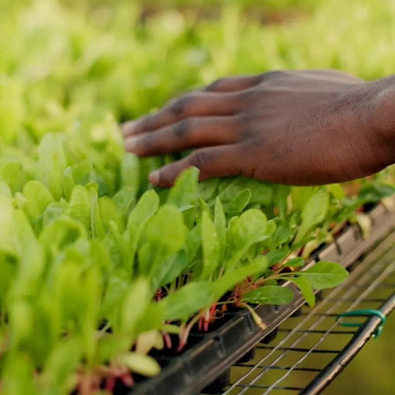 Invest in Sierra Leone, Africa - Business Opportunities for Investors in Arise IIP SEZs, Special Economic Zones.