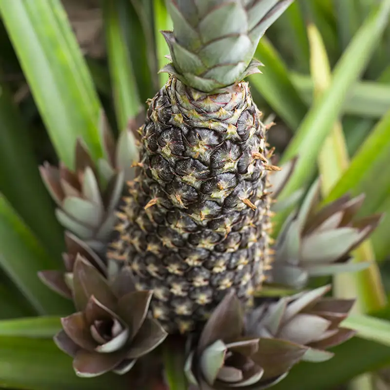 Pineapple Business Opportunity, Fruit Processing By-Product Markets, Africa For Investors