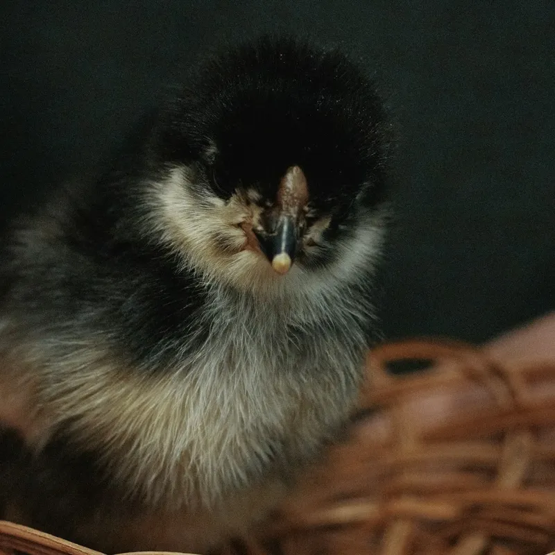 POULTRY CAPABILITIES & FACILITIES IN AFRICA Capabilites & Facilities in Arise IIP industrial zones, SEZs of Africa For Investors