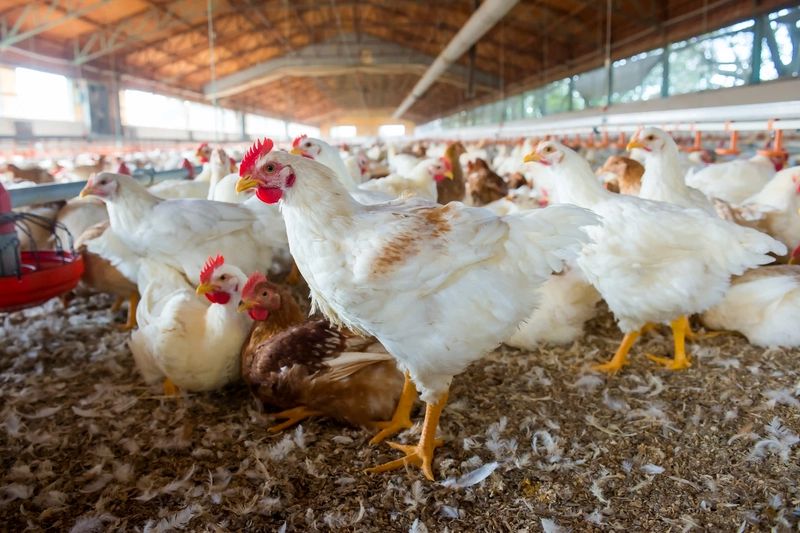 Feather Down Business Opportunity in BSEZ, Rwanda, Poultry Farming By-Product Markets, Africa For Investors
