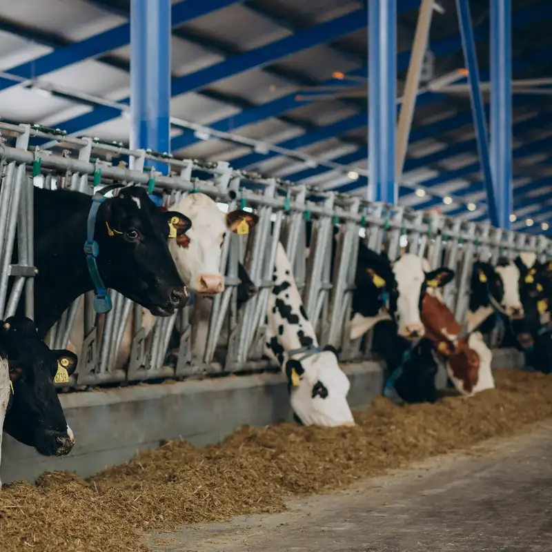 Feed Lot Business Opportunity, Meat Processing By-Product Markets, Africa For Investors