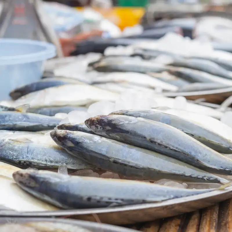 Fish & Sea Food Business Opportunity, Meat Processing By-Product Markets, Africa For Investors