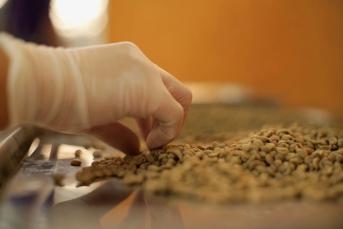 Hand picking up Dog Food, Pet Food Business