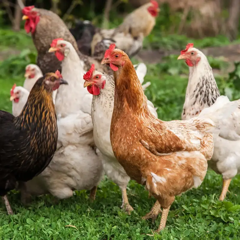 Poultry Farm Business Opportunity, Meat Processing By-Product Markets, Africa For Investors