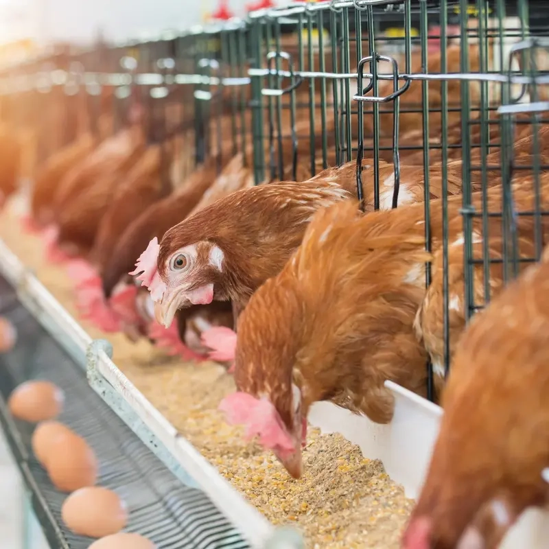 Poultry Feed Business Opportunity, Meat Processing By-Product Markets, Africa For Investors