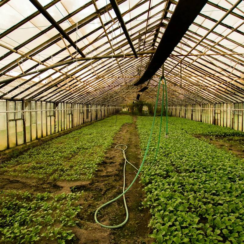 HORTICUL CAPABILITIES & FACILITIES IN RWANDA, BSEZ Capabilites & Facilities in BSEZ, Rwanda, Arise IIP industrial zones, SEZs of Africa For Investors