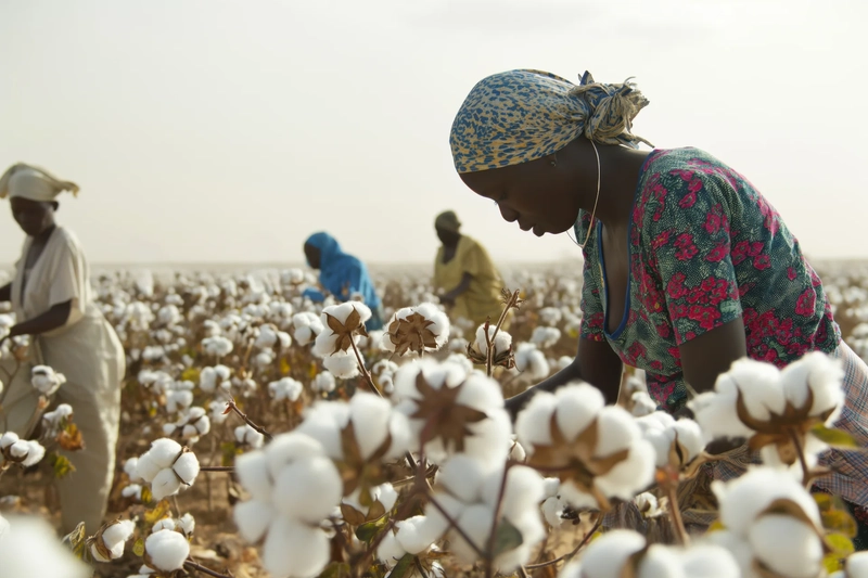 Cotton in Africa_Invest now Capabilites & Facilities in ZINDJAM, Chad, Arise IIP industrial zones, SEZs of Africa For Investors