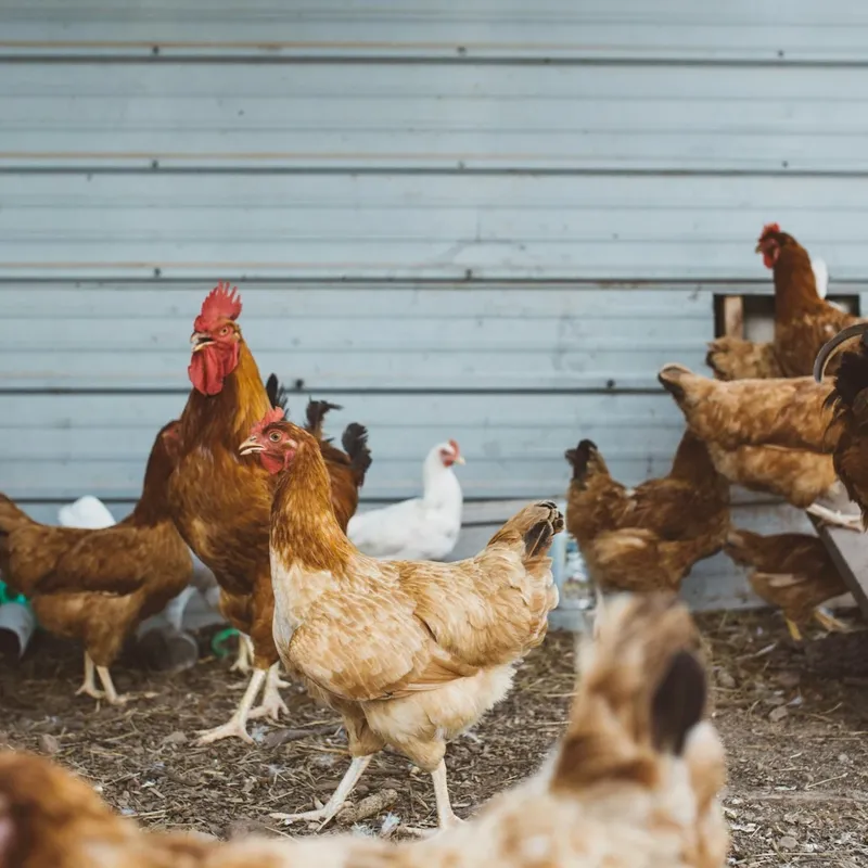 Poultry Farming Business Investment In Africa, Business Opportunities for Investors in Arise IIP SEZs, Special Economic Zones.