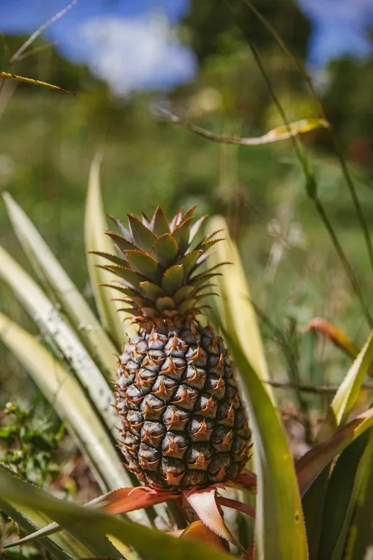Pineapple Farming Capabilites & Facilities in GDIZ, Benin, Arise IIP industrial zones, SEZs of Africa For Investors