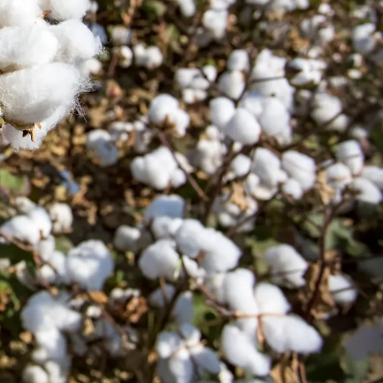 Cottonseed Cake Business Opportunity, Cotton By-Product Markets, Africa For Investors
