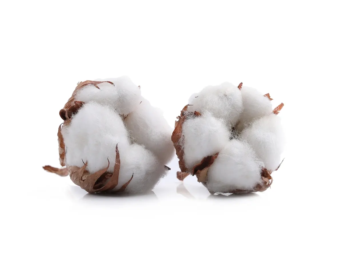 Cotton business advantages in Africa