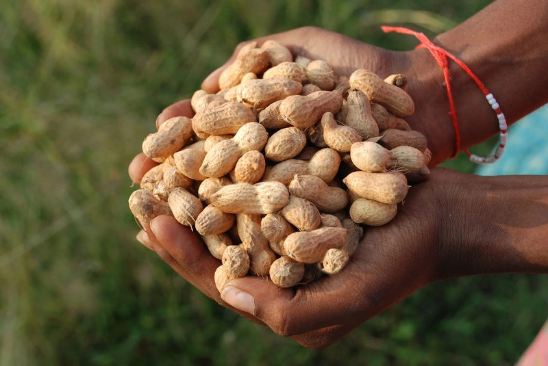 Groundnut Business In Africa, Explore Investment Opportunities in Arise IIP SEZs, Special Economic Zones Guide.