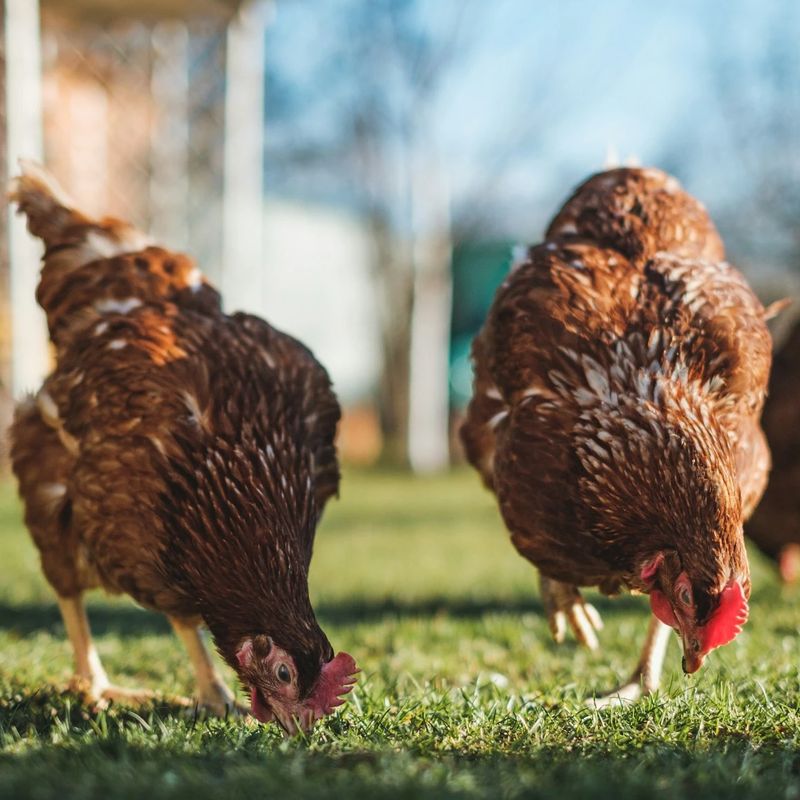 POULTRY CAPABILITIES & FACILITIES IN RWANDA, BSEZ Capabilites & Facilities in BSEZ, Rwanda, Arise IIP industrial zones, SEZs of Africa For Investors