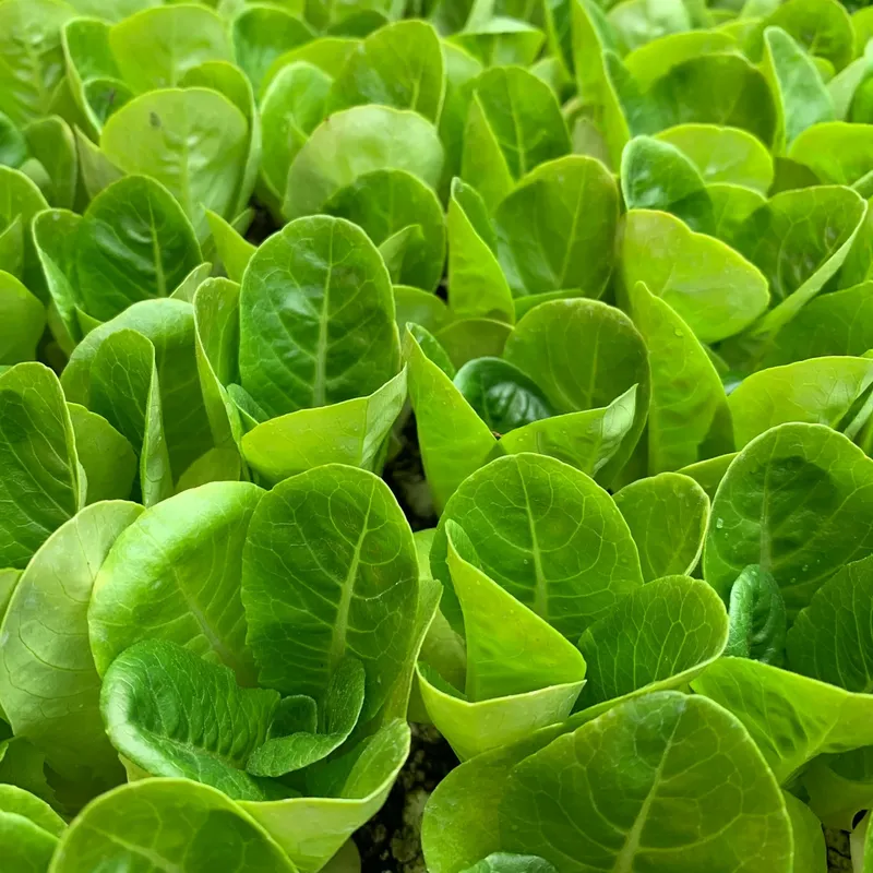 Horticulture Business In Africa, Explore Investment Opportunities in Arise IIP SEZs, Special Economic Zones Guide.