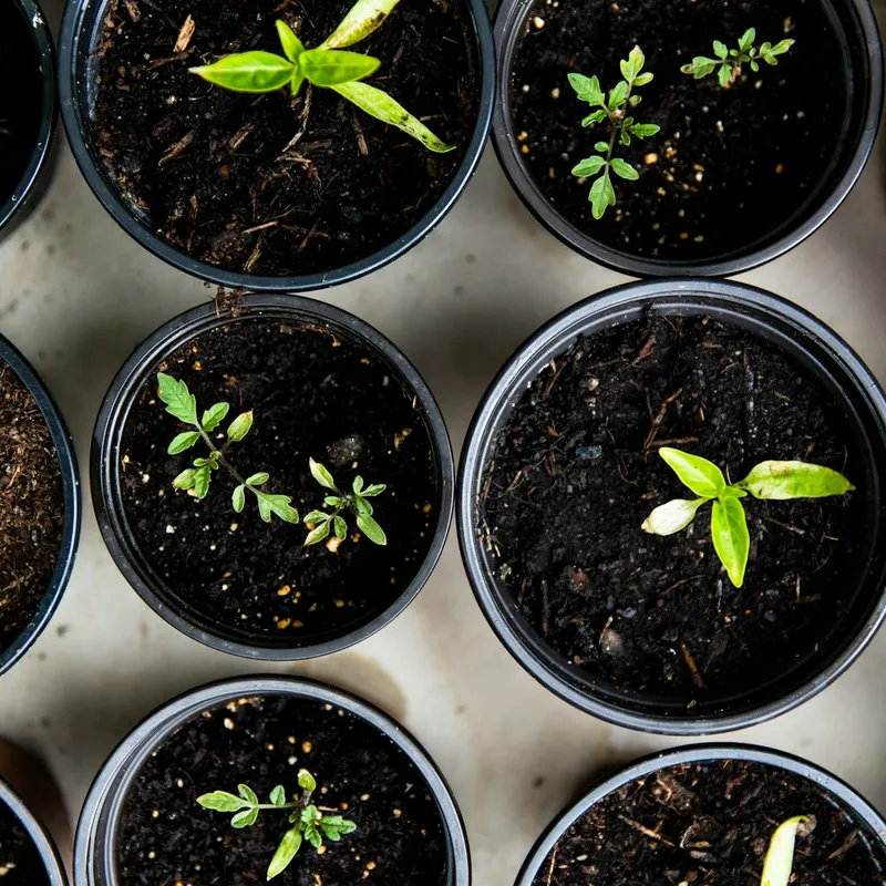 HORTICULTURE CAPABILITIES & FACILITIES IN AFRICA Capabilites & Facilities in Arise IIP industrial zones, SEZs of Africa For Investors