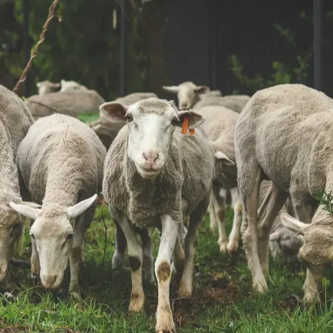 MEAT PROCESSING CAPABILITIES & FACILITIES IN ZISAR Capabilites & Facilities in ZISARH, Chad, Arise IIP industrial zones, SEZs of Africa For Investors