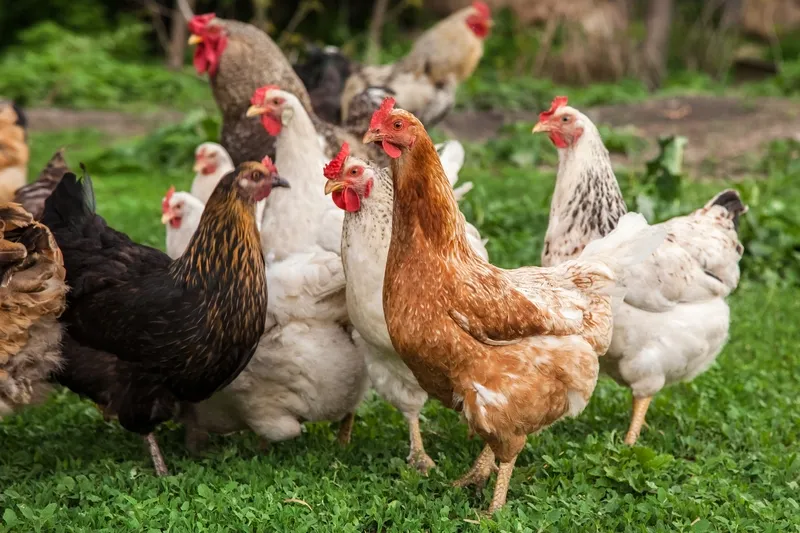 Meat Processing Capabilites & Facilities in ZINDJAM, Chad, Arise IIP industrial zones, SEZs of Africa For Investors