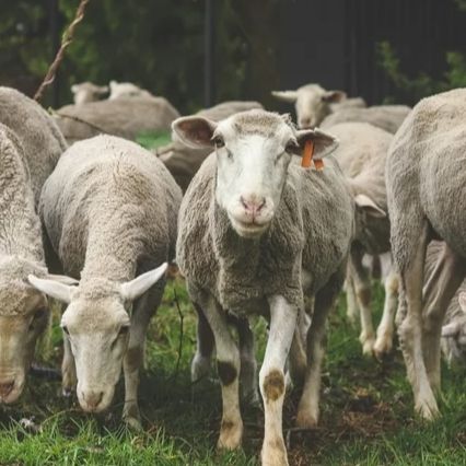 Animal Husbandry Business Investment in Africa, Business Opportunities for Investors in Arise IIP SEZs, Special Economic Zones.