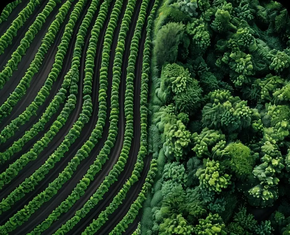 Agro Processing Business In Africa, Explore Investment Opportunities in Arise IIP SEZs, Special Economic Zones Guide.