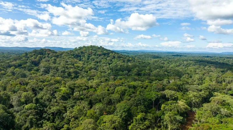 Timber & Wood Processing Business Investment in Africa, Business Opportunities for Investors in Arise IIP SEZs, Special Economic Zones.