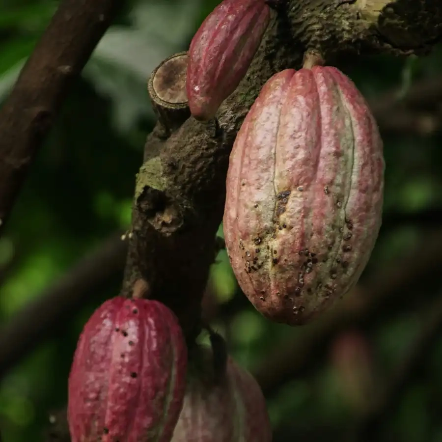 Why Invest in Agro-Processing Business in Africa? Cocoa Processing, Africa For Investors, Arise IIP SEZs.Africa For Investors, Arise IIP SEZs.