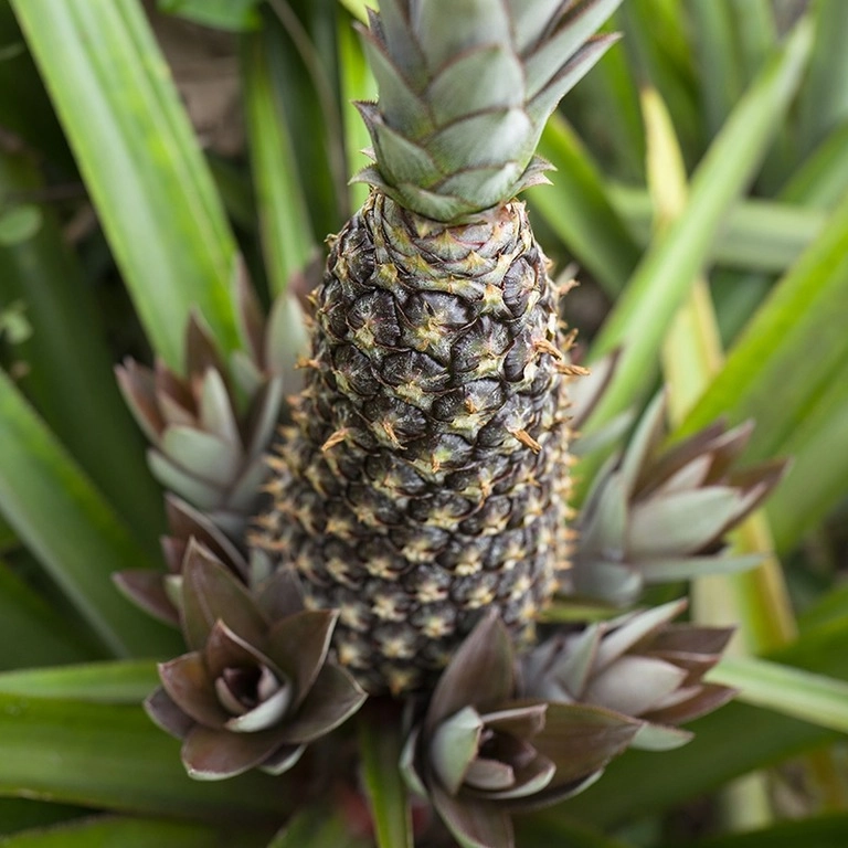 Top 27 Business Investment Opportunities In Africa, Pineapple, Africa For Investors, Arise IIP SEZs