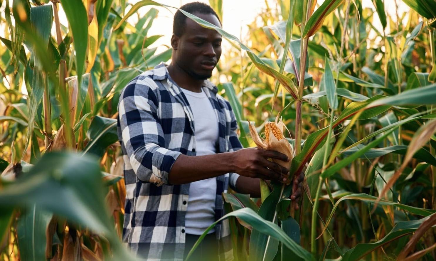 Chips & Biscuits Manufacturing Business, Raw Resources, Africa for Investors, AFI, Arise IIP