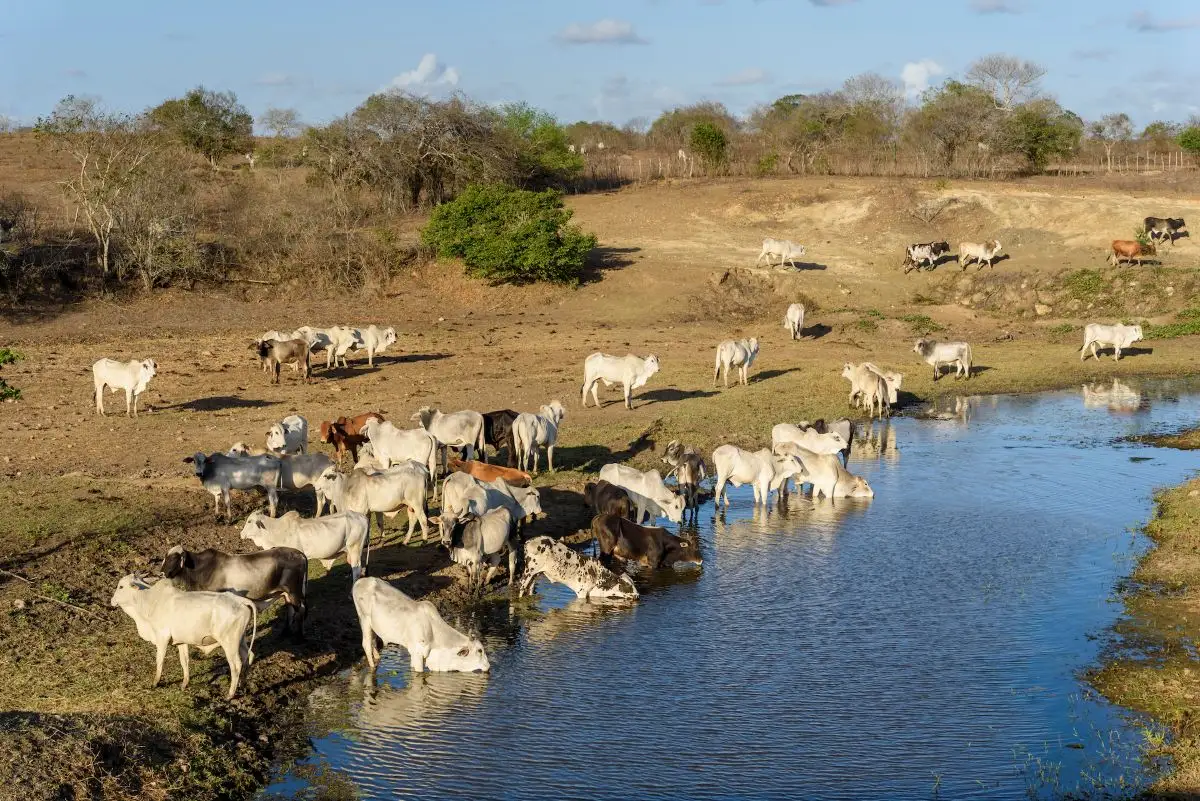How To Set Up a Dairy Processing Business in Africa? Why Should Investors Consider Africa's Dairy Sector? Africa For Investors, Arise IIP SEZs