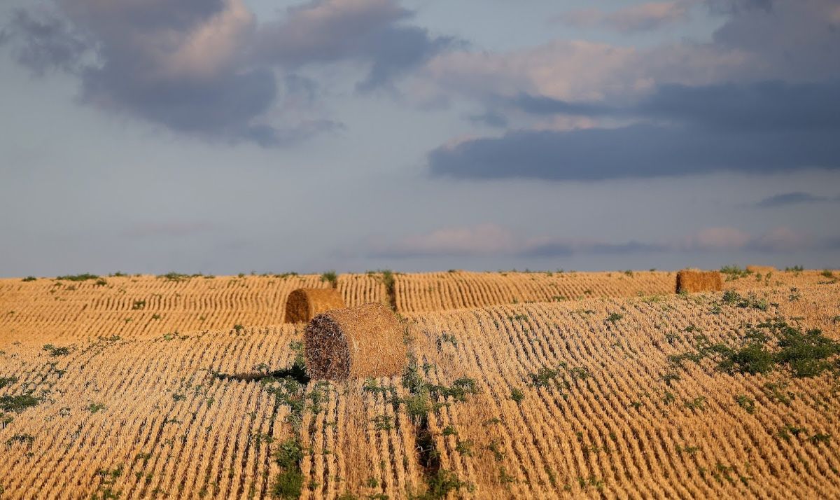 Pasta wheat farming, pasta manufacturing business in Africa, Arise IIP SEZs, Africa For Investors