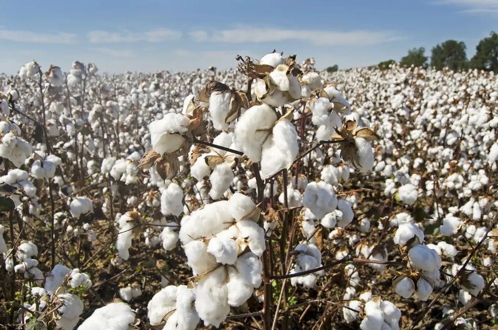 Why Invest in Agro-Processing Business in Africa? Cotton Processing, Africa For Investors, Arise IIP SEZs.Africa For Investors, Arise IIP SEZs.